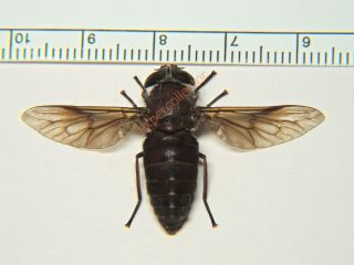 Diptera - Tabanus Catenatus From Canada Rare Kzy314
