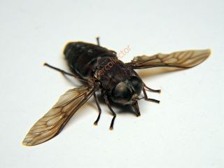 Diptera - Tabanus catenatus from Canada RARE KZY314 2