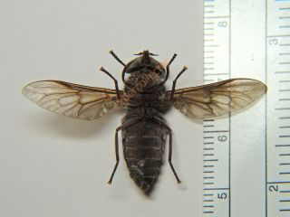 Diptera - Tabanus catenatus from Canada RARE KZY314 3
