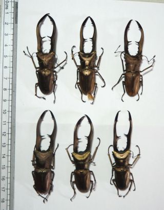 Lucanidae.  6 X Cyclommatus Metallifer,  70mm.  Palu
