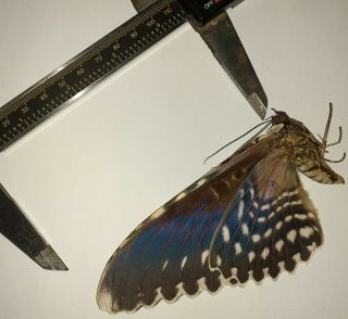 Noctuidae/moth Thysania Agrippina Sp Code 140 From Peru