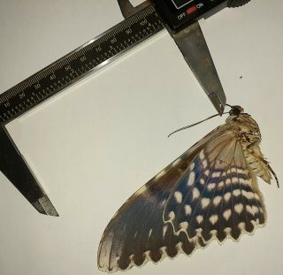 Noctuidae/moth Thysania Agrippina Sp Code 117 From Peru