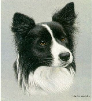 Border Collie Open Edition Art Print By Uk Artist Kevin Wood Last One