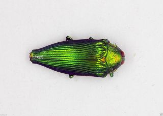 Beetle - Buprestidae - Jewel Beetle - Bellamyola Mouhoti (morf) - Malaysia - Rare