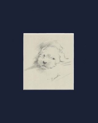 Sealyham Terrier Dog Adorable Puppy Bundle Print 1946 / Lucy Dawson 8x10 Matted