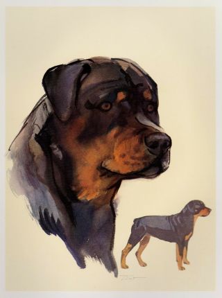 Vintage Rottweiler Dog Print Gallery Wall Art Rottweiler Illustration 2719