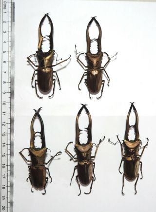 Lucanidae.  5 X Cyclommatus Metallifer,  75mm.  Palu