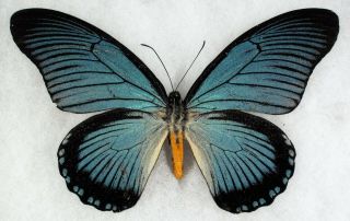 Insect/butterfly/ Papilio Zelmoxis - Male 5.  5 "