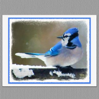 6 Blue Jay Wild Bird Blank Art Note Greeting Cards