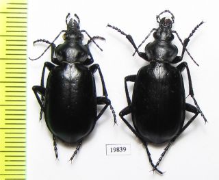 Carabidae,  Calosoma Reitteri,  Male,  W.  Kazakhstan