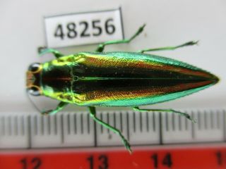 48256.  Buprestidae Chrysochroa Sp?.  Vietnam South