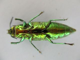 48256.  Buprestidae Chrysochroa sp?.  Vietnam South 2