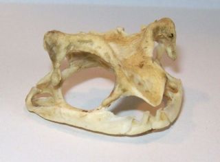 Toad Skull Taxidermy Real
