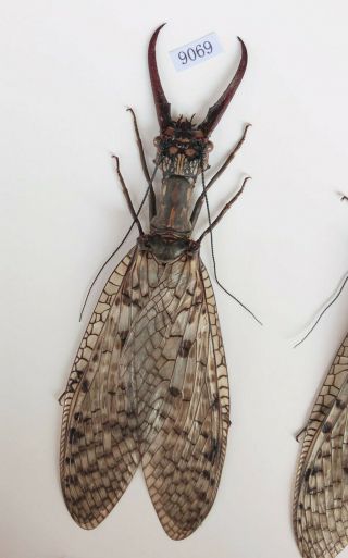Acanthacorydalis Orientalis 124mm From Anhui China No.  9069