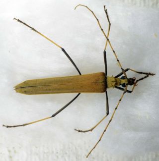 Coleoptera Cerambycidae Proholopterus Annulicornis A1 Unmounted