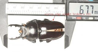 Beetle Lucanidae Odontolabis Sp.  67.  7mm Guizhou