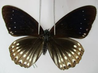 N10446.  Unmounted Butterflies: Nymphalidae Sp.  South Vietnam.  Dong Nai