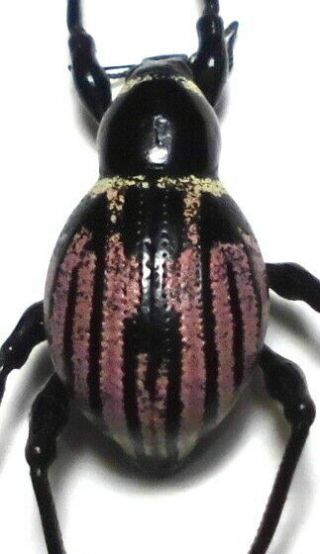 Macrocyrtus Rukmaneae Sp.  Nov.  Female 12mm Av24 Curculionidae Beetles