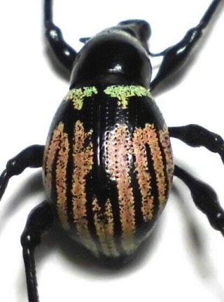 Macrocyrtus Rukmaneae Sp.  Nov.  Male 13mm Av26 Curculionidae Beetles