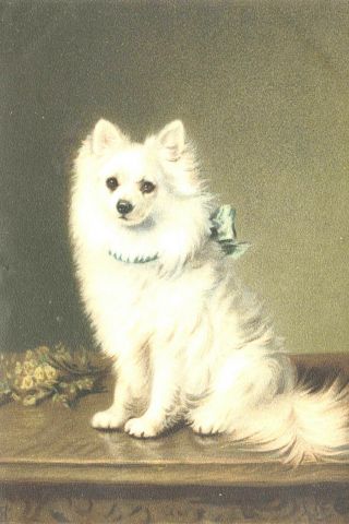 Pomeranian / Spitz Dog " Star Of Devon " Early 1905 8 Large Note Cards