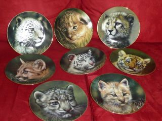 8 Princeton Gallery Cubs Of The Big Cats Plates