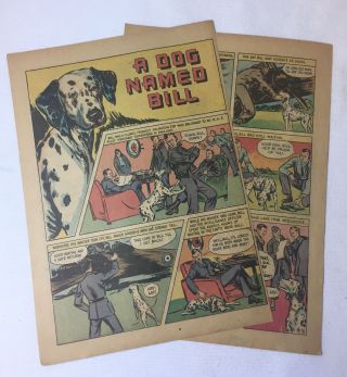 1943 Two Page Cartoon Story Wwii Raf Dalmation A Dog Named Bill