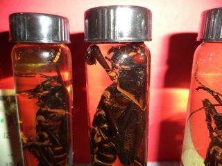 Taxidermy preserved wet specimen real Giant Locust Grasshopper HUGE LARGE SWARM 3