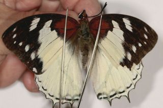 Nymphalidae Charaxes Hadrianus F.  Lecerfi ? Female Rare From Cameroon