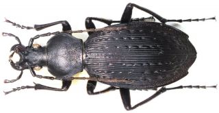 24.  Carabidae - Carabus (apotomopterus) Guangxicus Guangxicus.  Female