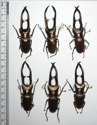 Lucanidae.  6 X Cyclommatus Metallifer,  70mm.  Palu (39)