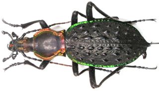 9.  Carabidae - Carabus (coptolabrus) Ignimetala Ssp.  Angulicollis… Male