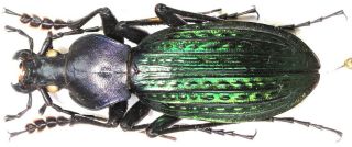 1.  Carabidae - Carabus (apotomopterus) Davidioides Aff.  Velox….  Male