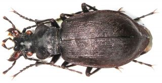 28.  Carabidae - Carabus (meganebrius) Franzi Franzi.  Female