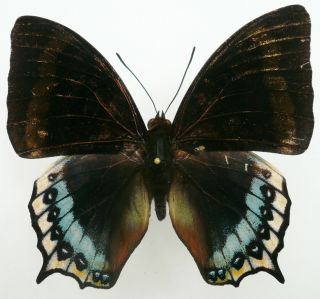 Charaxes Eurialus Male From Ceram Isl