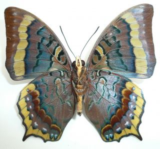 CHARAXES EURIALUS MALE FROM CERAM ISL 2