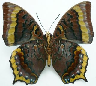 CHARAXES EURIALUS MALE FROM CERAM ISL 3