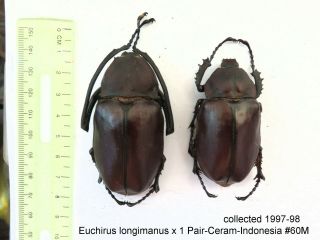 Euchirus Lingimanus X 1 Pair - Ceram - Indonesia 60m From1997 - 98 Last Stock