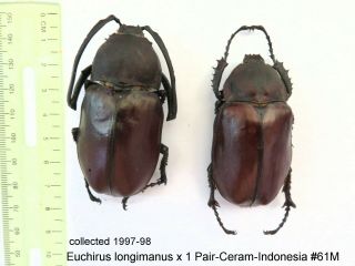 Euchirus Lingimanus X 1 Pair - Ceram - Indonesia 61m From1997 - 98 Last Stock