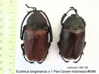 Euchirus Lingimanus X 1 Pair - Ceram - Indonesia 59m From1997 - 98 Last Stock