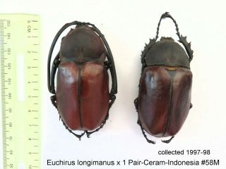 Euchirus Lingimanus X 1 Pair - Ceram - Indonesia 58m From1997 - 98 Last Stock
