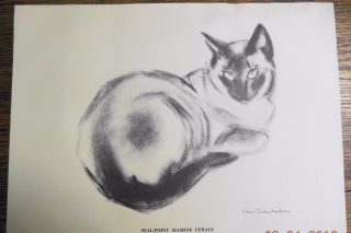 1956 Siamese Cat Clare Turlay Newberry Ltd Print
