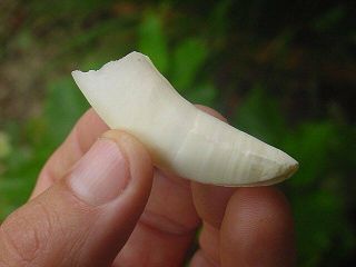Authenric Large Alligator Tooth Large Alligator Tooth For Jewelry Swamp People S