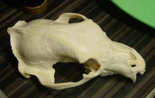 The Upper Mandible Of A Coyote Skull No Lower Jaw - - One Piece