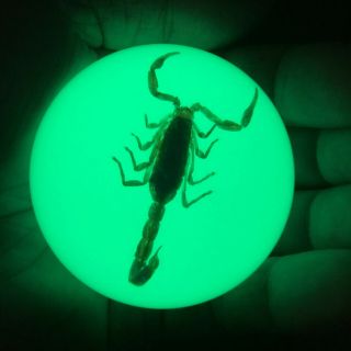 Φ54mm Luminous Ball.  Fluorescent Ball.  Insect Specimen.  Scorpion.  Real Insects