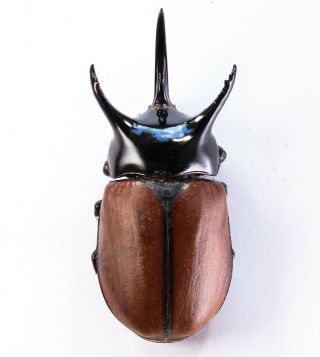 Beckius beccarii beccarii - Dynastidae 69mm from Elelim village,  Wamena,  Papua 2