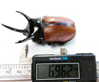 Beckius beccarii beccarii - Dynastidae 69mm from Elelim village,  Wamena,  Papua 5