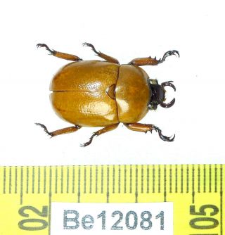 Didrepanephorus Rutelinae Beetle Real Insect Vietnam Be (12081)