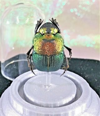 F23 Preserved Entomology Taxidermy Rainbow Scarab Beetle Insect Taxidermy Bug