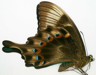 Papilio Lorquinianus Gelia Male From Bacan Isl.