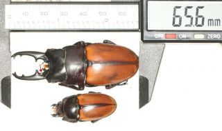 Lucanidae Prosopocoilus Lafertei 65.  6mm P Vanuatu